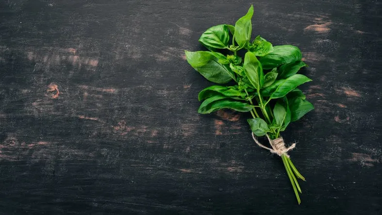 fresh green basil top view on the background free space for text