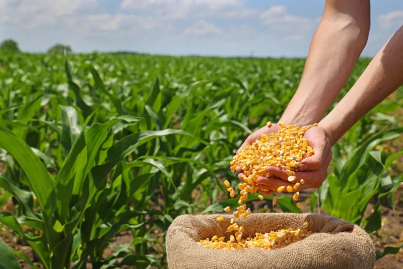 corn grains in the hands of a successful farmer, in a background green corn field close up of hands full of corn in a jute sack from a young farmer spring sunny day rural scene