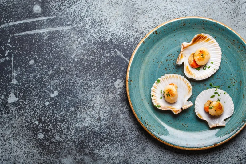 delicious fried cooked scallops served in shells on blue plate, grey rustic concrete background, top view, close-up seafood concept