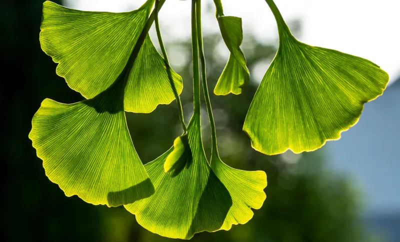 green ginkgo leaves gingko foliage backlit close up