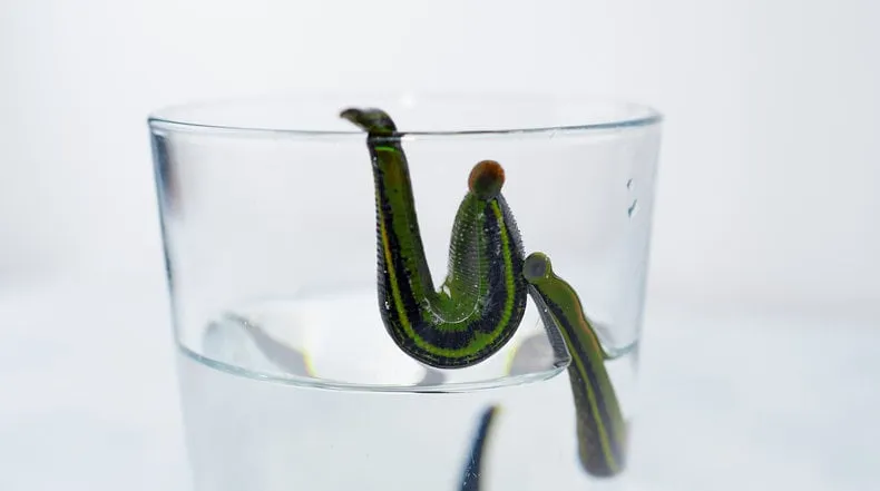 hirudotherapy medical leeches in water before therapy