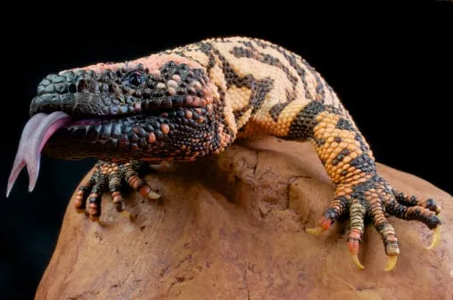 the worlds most venomous lizard, the gila monster