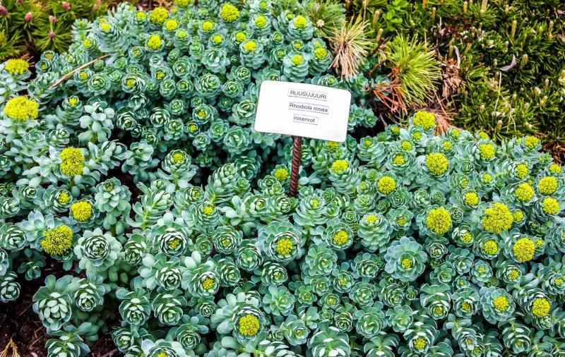 rhodiola rosea (inscription on finnish and latin)
