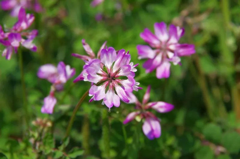 field of astragalus in japan they are planted to enrich the soil in the rice field