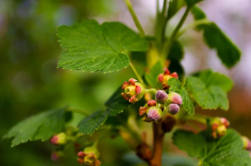 macro photo blackcurrant blossom, detail flowers on a berry bush green foliage close-up unopened flower buds