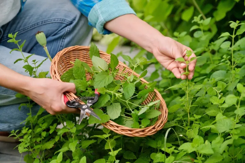 harvest spicy herbs, woman's hands with garden shears and wicker plate with aromatic fresh lemon balm mint (melissa officinalis) herbs nature, gardening, growing greenery in garden, gardening concept