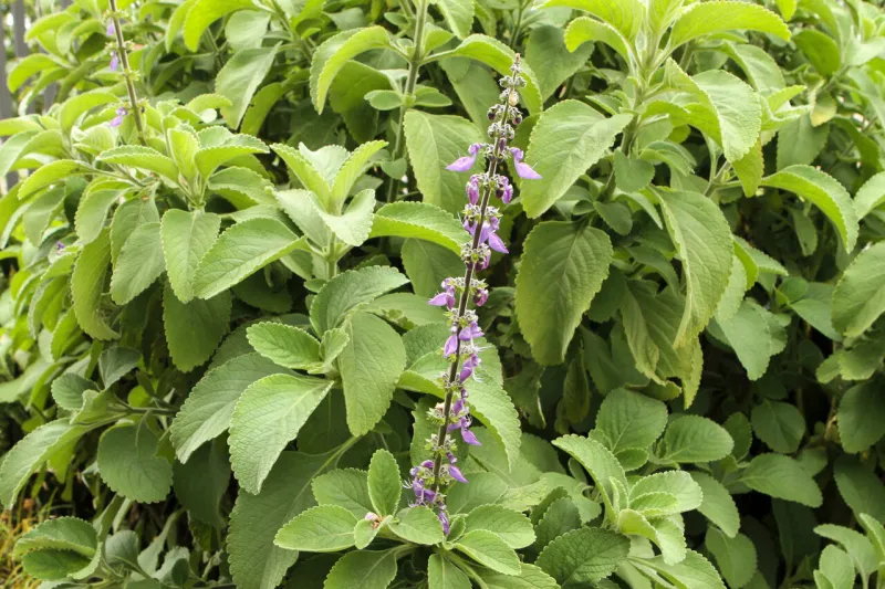 boldo flower (peumus boldus) in the foreground and in the background the bush with the grooves of its leaves and the characteristic hairs of the plant