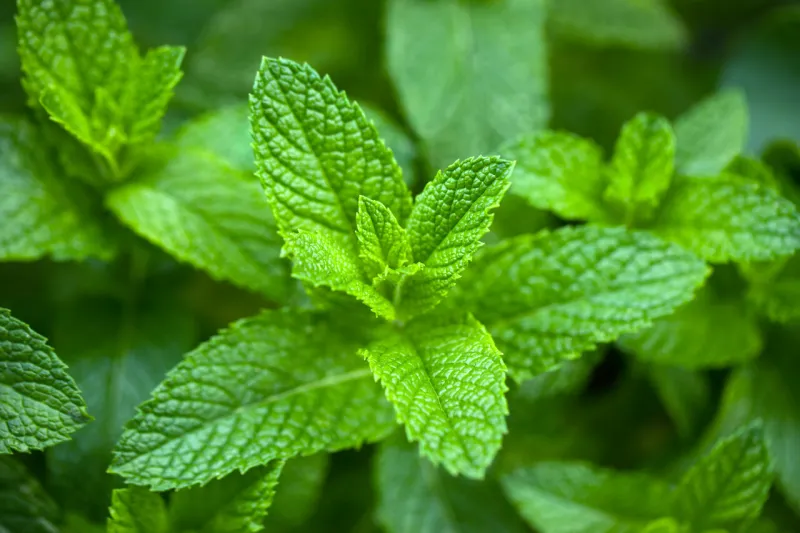 mint leaves