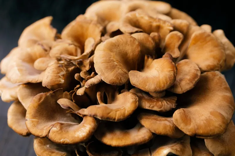 舞茸　maitake mushroom