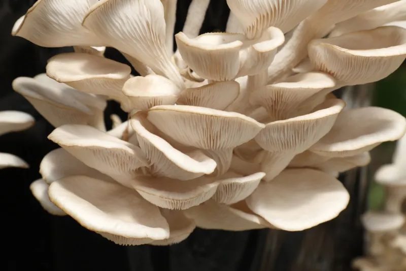 culture hors-sol de pleurotes