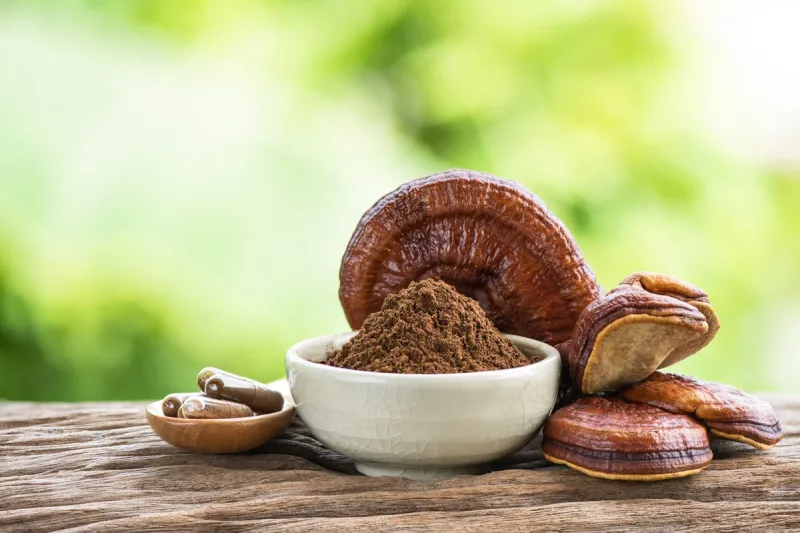 reishi or lingzhi mushroom and powder on natural background