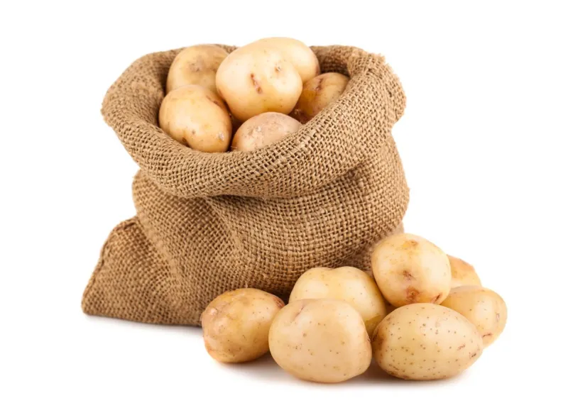 ripe potatoes in burlap sack isolated on white background