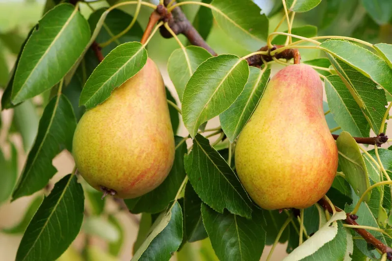 deux poires sur le poirier