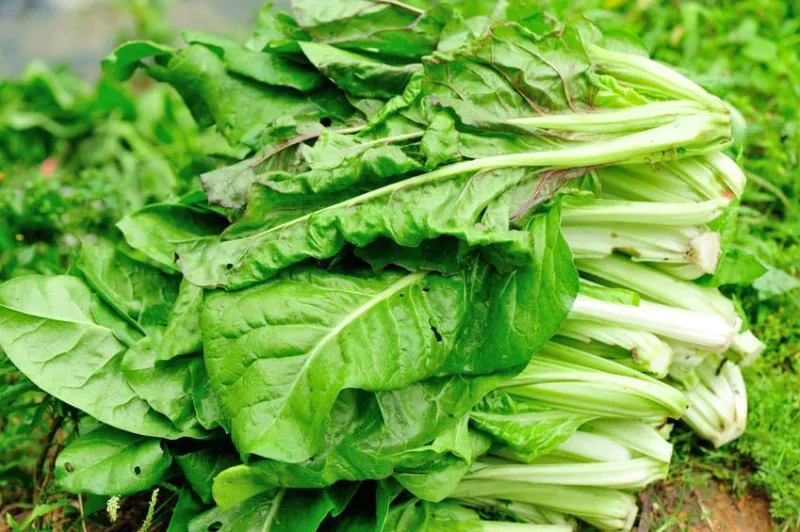 récolter la betterave verte plantez un potager