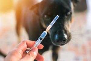 vaccin contre le cancer pour son chien