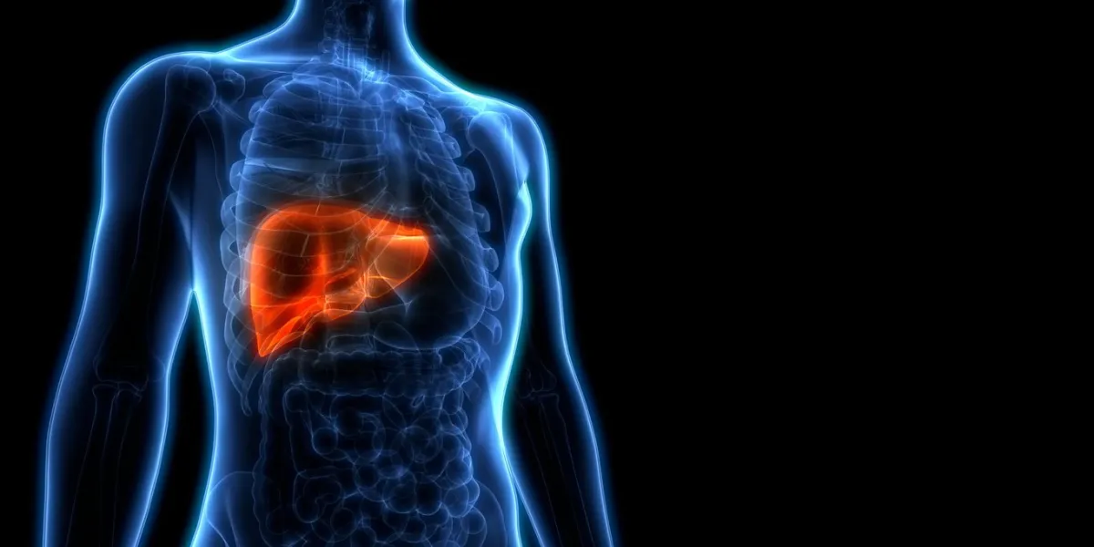 3d illustration of human liver anatomy