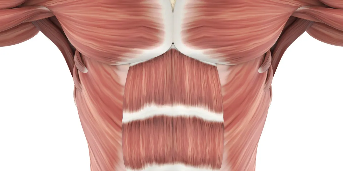 upper anterior muscles anatomy isolated on white background 3d render