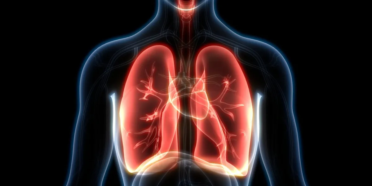 3d illustration of human respiratory system lungs anatomy
