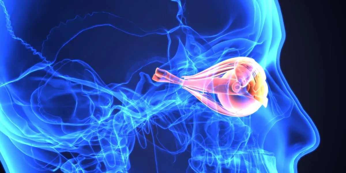 3d illustration of human body eye anatomy