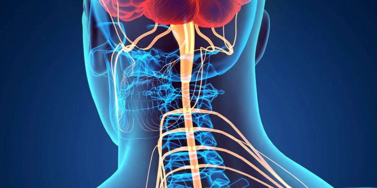 3d illustration male nervous system, medical concept