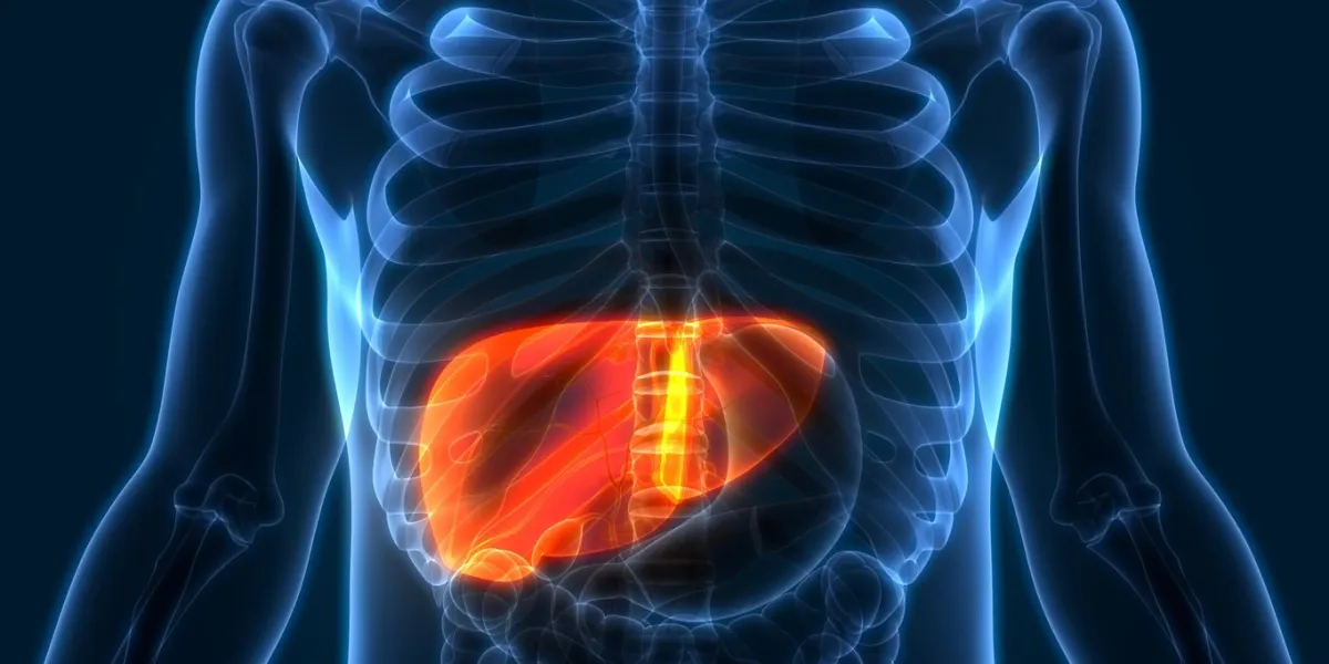 3d illustration of human liver anatomy