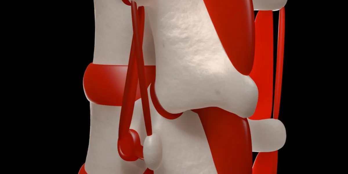 digital medical illustration  posterior oblique view of the human spine with highlighted ligaments and intervertebral discs