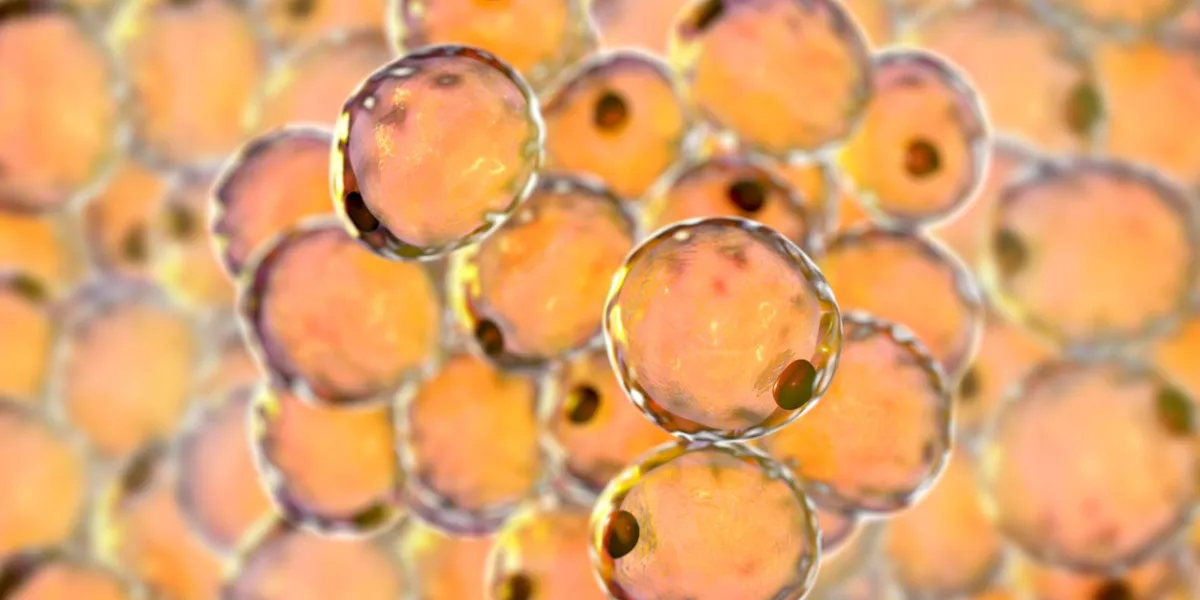 fat cells, or adipose cells, 3d illustration