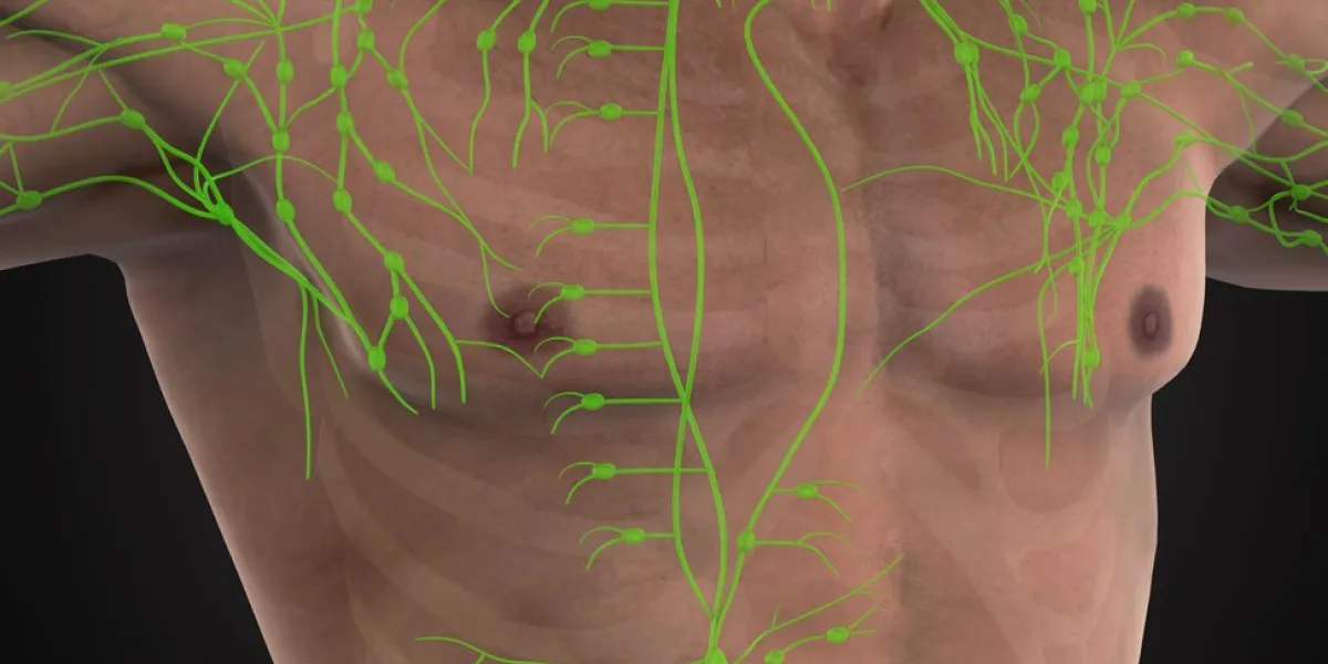 human lymphatic system illustration 3d render