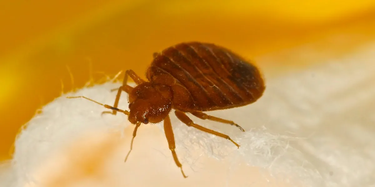 macro photo of a bed bug