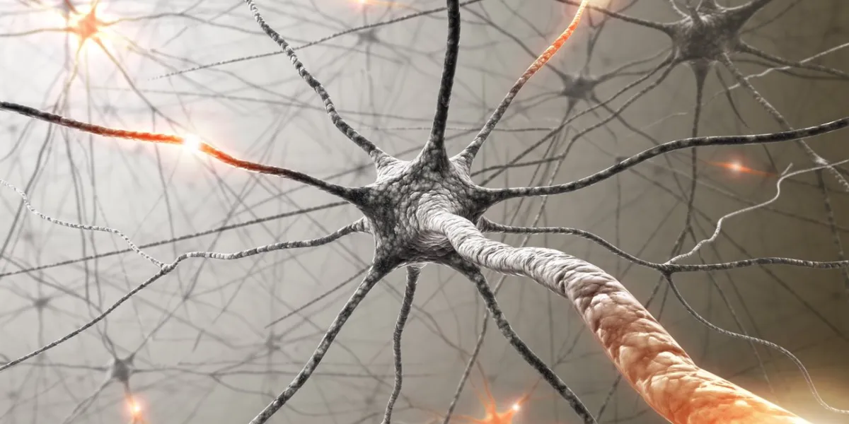 neurons