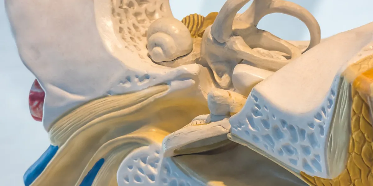 anatomical model of a human ear