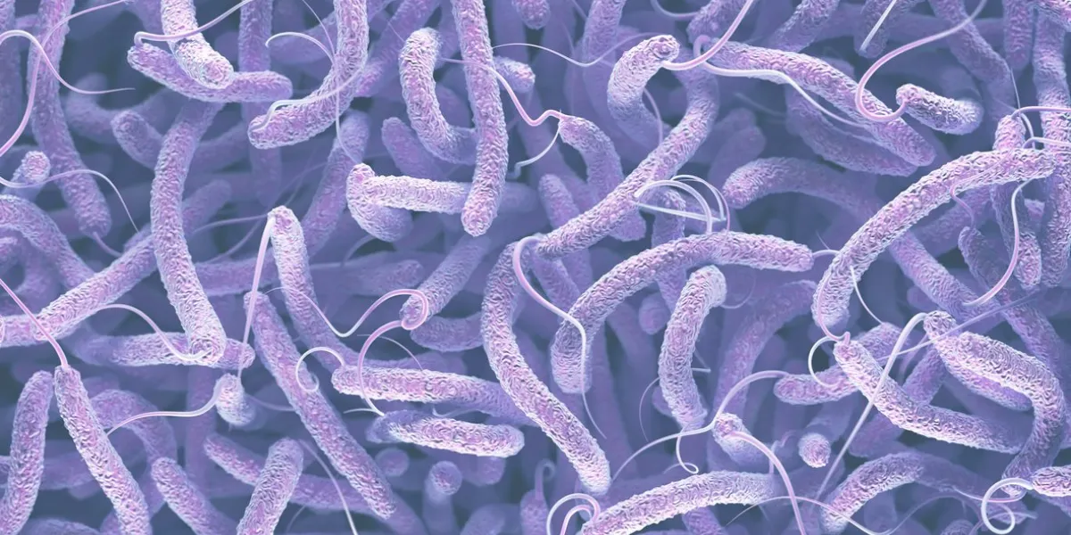 vibrio cholerae, gram-negative bacteria 3d illustration of bacteria with flagella