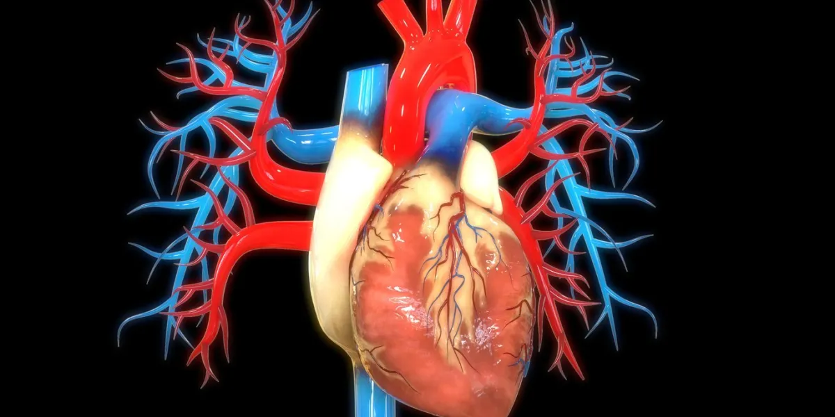 3d illustration of human circulatory system heart anatomy