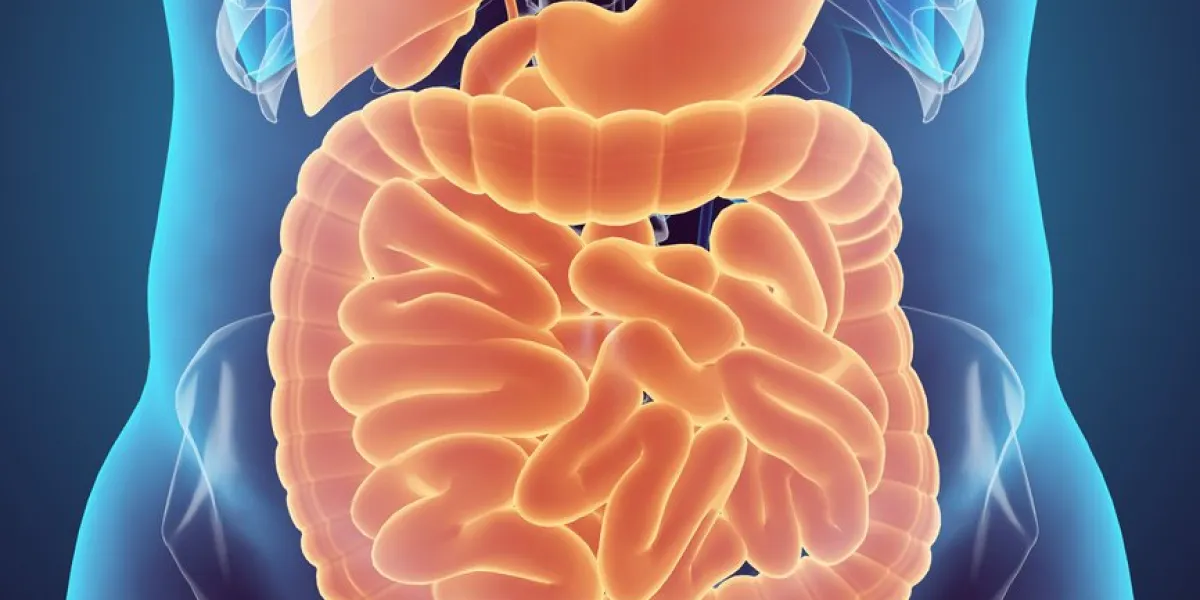 3d human male x-ray digestive system, medical concept