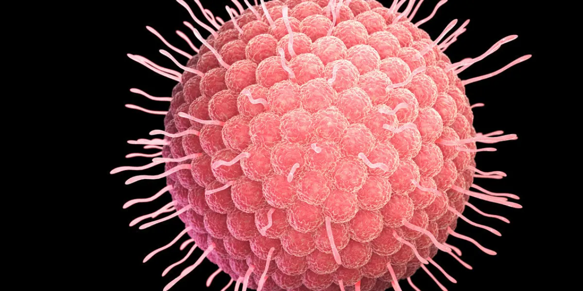 varicella zoster virus or varicella-zoster virus (vzv) is one of eight herpesviruses known to infect humans and vertebrates 3d illustration