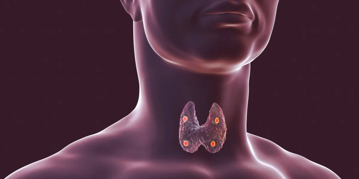 thyroid and parathyroid glands in human body, 3d illustration