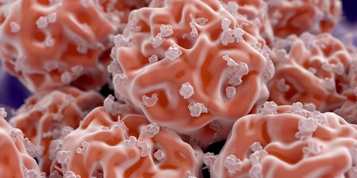 stem cells are undifferentiated cells that can specialized through mitosis to many other cell types of multicellular organisms