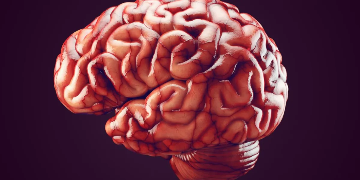 realistic 3d illustration of human brain with blood vessels isolated