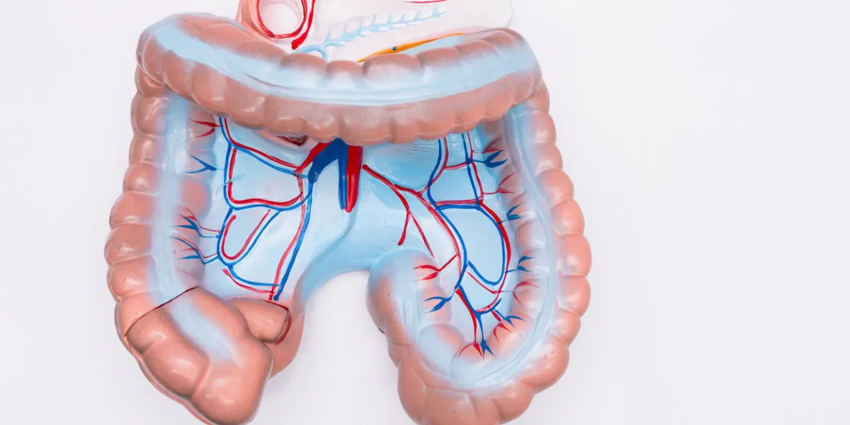 close-up of internal organs dummy on white background human anatomy model colon anatomy