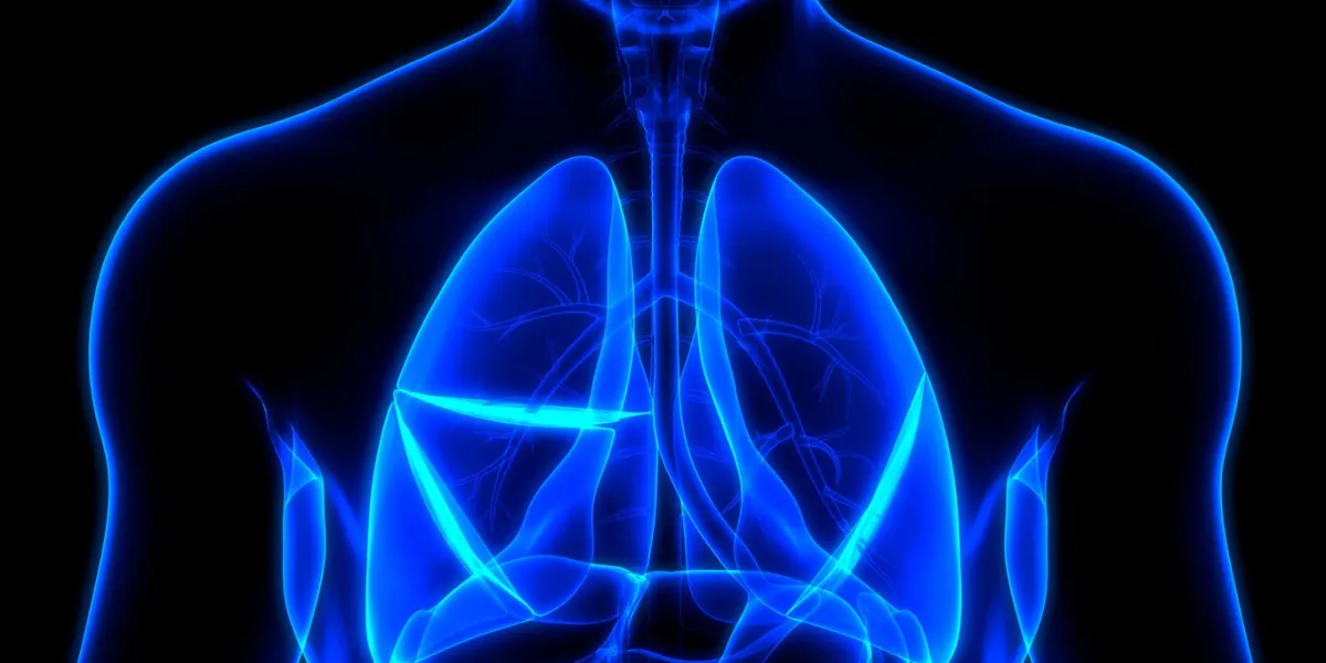 3d illustration concept of human internal organs respiratory system lungs anatomy