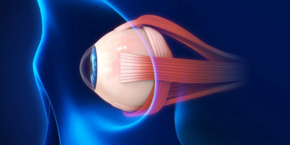 human eye extraocular muscles illustration 3d render
