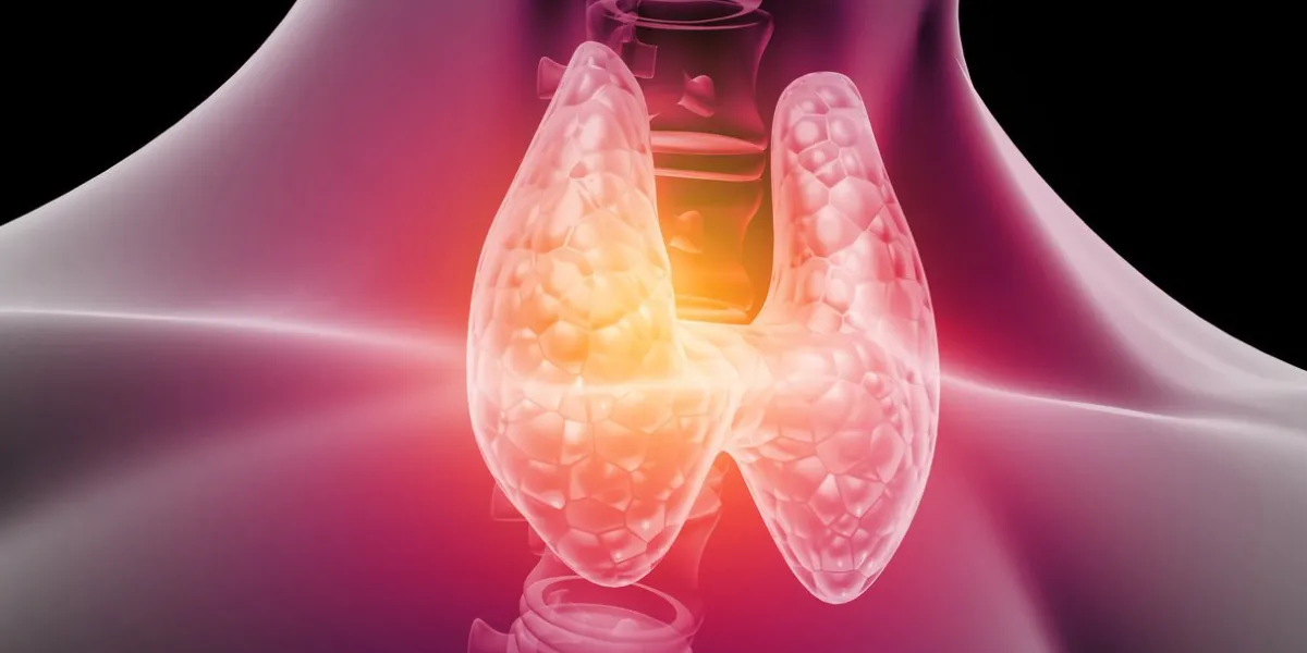 human thyroid anatomy 3d illustration