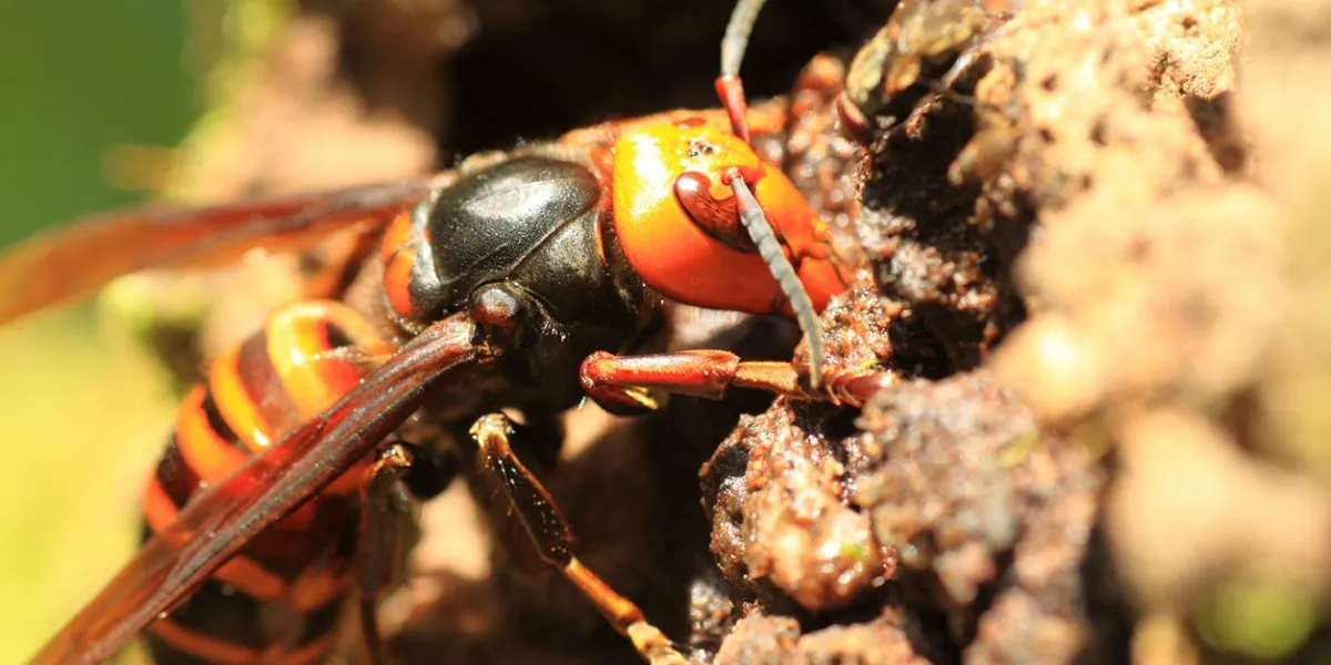 (vespa mandarinia) in japan