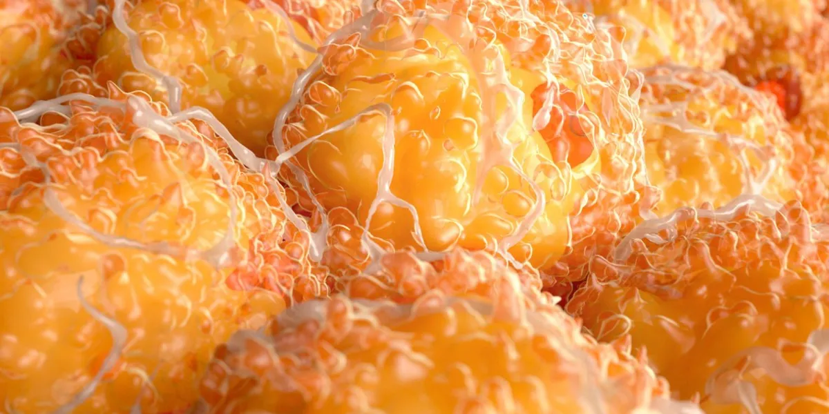 white fat cells contain a large lipid droplet (yellow) and a nucleus (red) located in the periphery