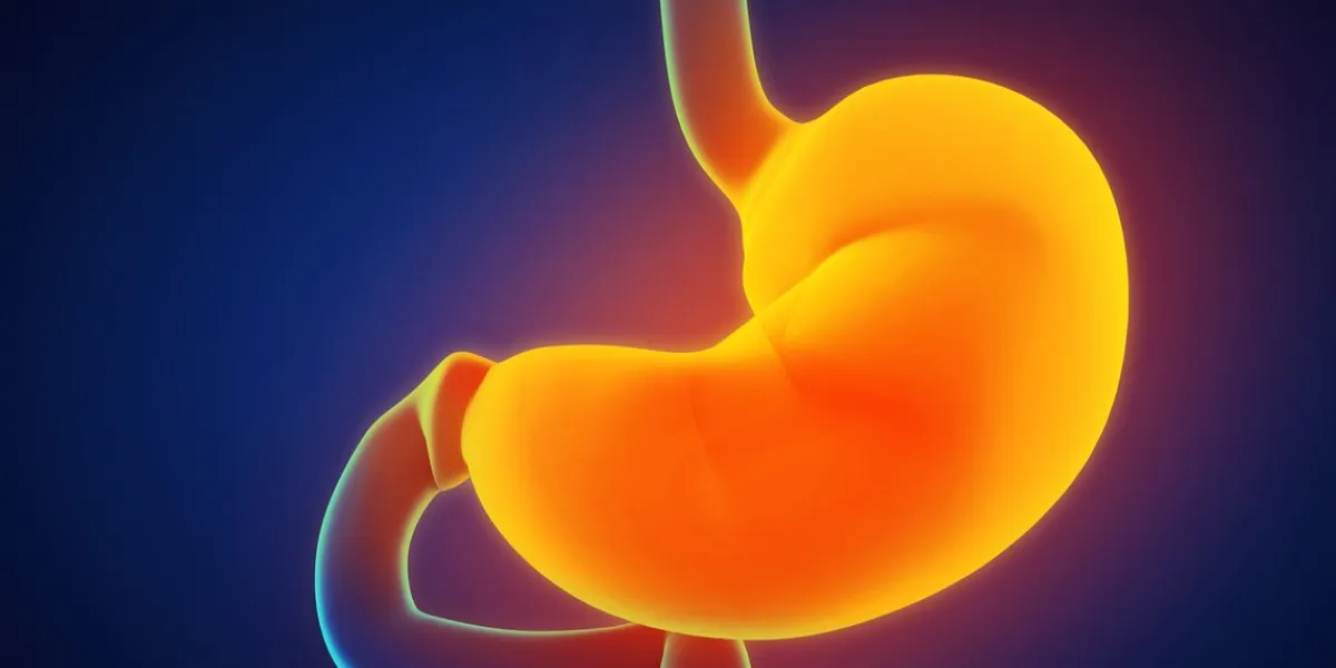 human stomach anatomy illustration 3d render