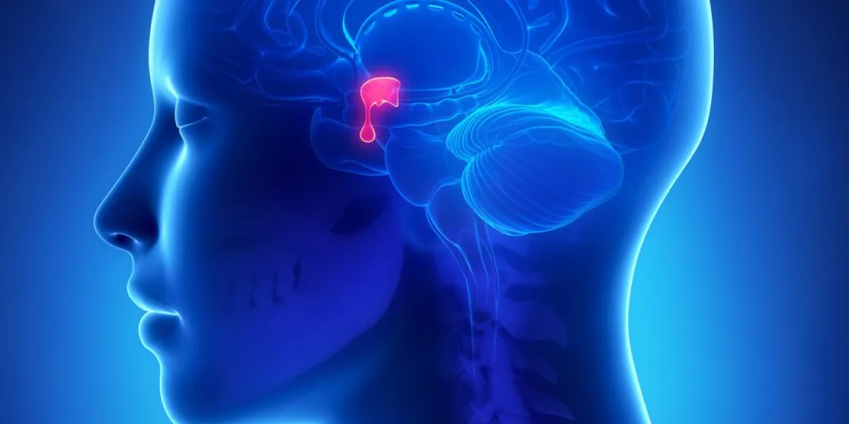 pituitary gland - female brain anatomy lateral view