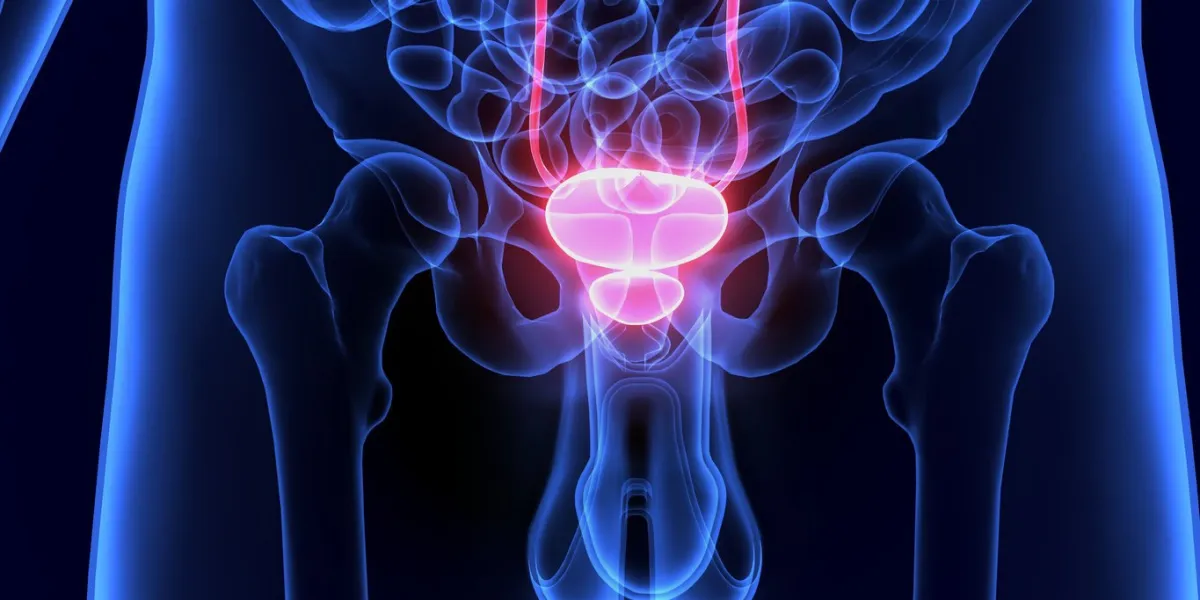 the urinary bladder is a hollow muscular organ in humans and some other animals that collects and stores urine from the kidneys before disposal by urination in the human the bladder is a hollow muscular