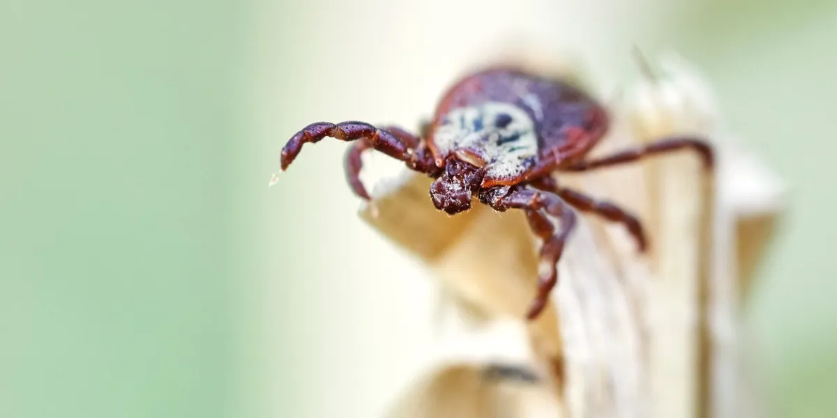 ixodic tick waiting for his victim sitting on the dry grass outdoors in spring