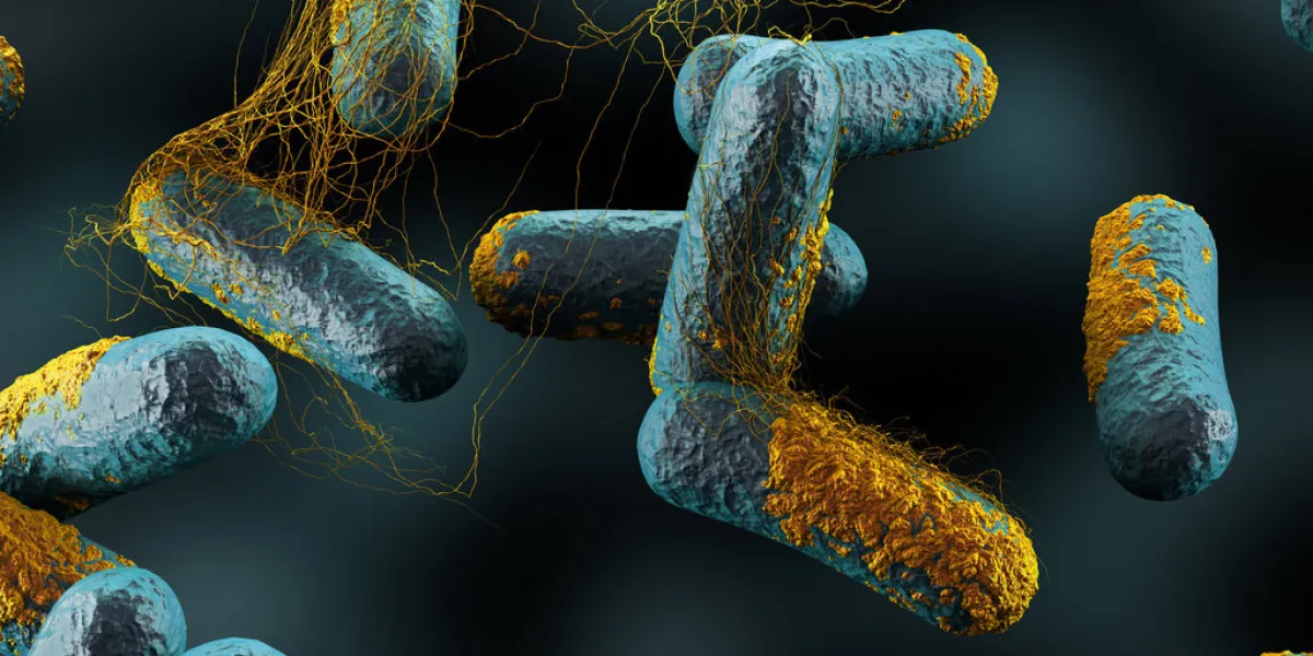 clostridium perfringens bacteria