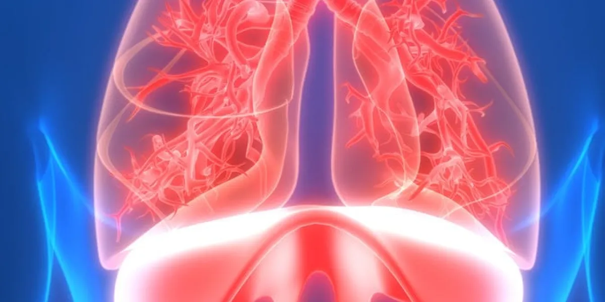 3d illustration concept of lungs and diaphragm a part of human respiratory system anatomy 3d rendering